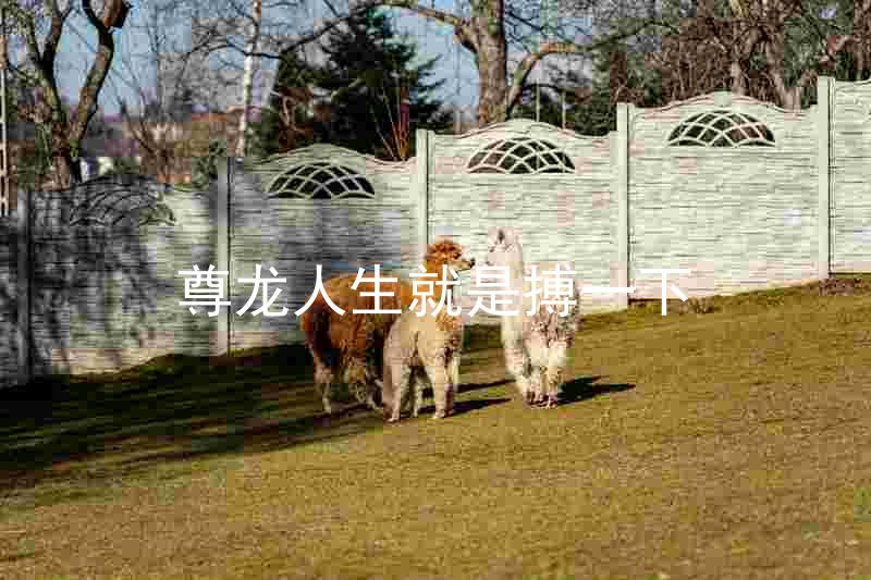 尊龙人生就是搏一下
